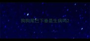 狗狗尾巴下垂是生病吗