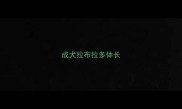 成犬拉布拉多体长