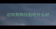 边牧狗狗拉肚吃什么好