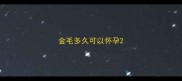 金毛多久可以怀孕