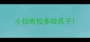 小拉布拉多咬爪子