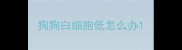 狗狗白细胞低怎么办