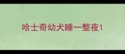 哈士奇幼犬睡一整夜