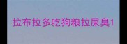 拉布拉多吃狗粮拉屎臭