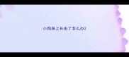 小狗身上长虫了怎么办