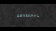 宠物狗喜欢玩什么