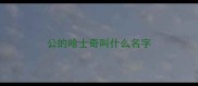 公的哈士奇叫什么名字