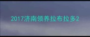 2017济南领养拉布拉多