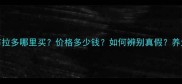 纯种拉布拉多哪里买价格多少钱如何辨别真假养犬指南全