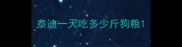 泰迪一天吃多少斤狗粮