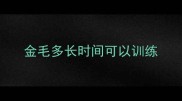 金毛多长时间可以训练