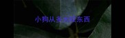小狗从多大咬东西