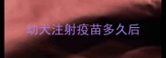 幼犬注射疫苗多久后