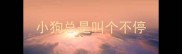 小狗总是叫个不停