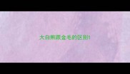 大白熊跟金毛的区别
