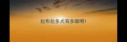 拉布拉多犬有多聪明