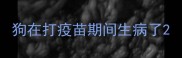 狗在打疫苗期间生病了