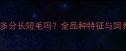 拉布拉多分长短毛吗全品种特征与饲养指南