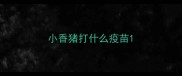 小香猪打什么疫苗