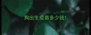 狗出生疫苗多少钱