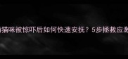 紧急处理指南猫咪被惊吓后如何快速安抚5步拯救应激反应小猫咪