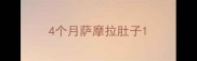 4个月萨摩拉肚子