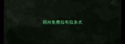 郑州免费拉布拉多犬