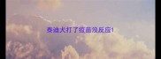 泰迪犬打了疫苗没反应