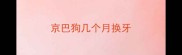 京巴狗几个月换牙