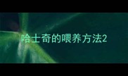 哈士奇的喂养方法