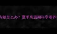 哈士奇天热不吃狗粮怎么办夏季高温期科学喂养指南与应急方案