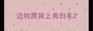 边牧黑背上有白毛