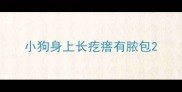 小狗身上长疙瘩有脓包