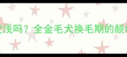 金毛褪毛后颜色变浅吗全金毛犬换毛期的颜色变化与护理指南