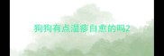 狗狗有点湿疹自愈的吗
