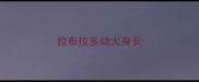 拉布拉多幼犬身长