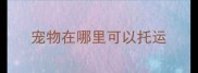 宠物在哪里可以托运