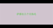 萨摩在几个月换毛