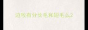 边牧有分长毛和短毛么