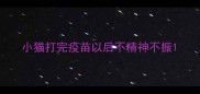 小猫打完疫苗以后不精神不振