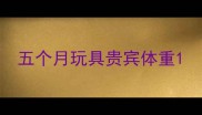 五个月玩具贵宾体重