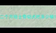 二个月哈士奇幼犬吃多少顿