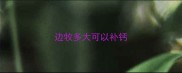 边牧多大可以补钙