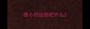 很小的边牧吃什么