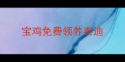 宝鸡免费领养泰迪
