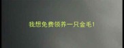 我想免费领养一只金毛