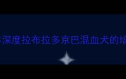 导盲犬伴侣与萌宠结合体深度拉布拉多京巴混血犬的培育优势与科学养护指南