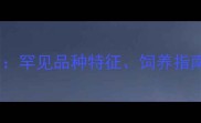 白色哈士奇全罕见品种特征饲养指南与养护要点