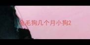 金毛狗几个月小狗