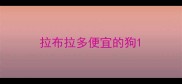 拉布拉多便宜的狗